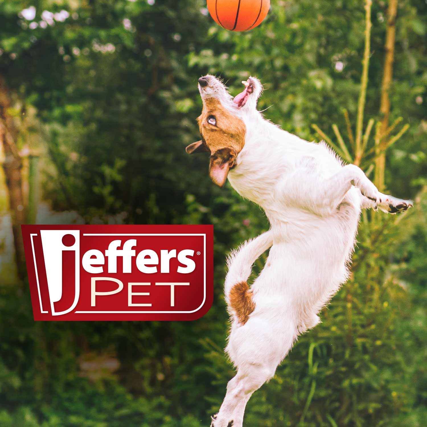 Jeffers Pet Blackberry Vanilla pH-Neutral Pet Shampoo