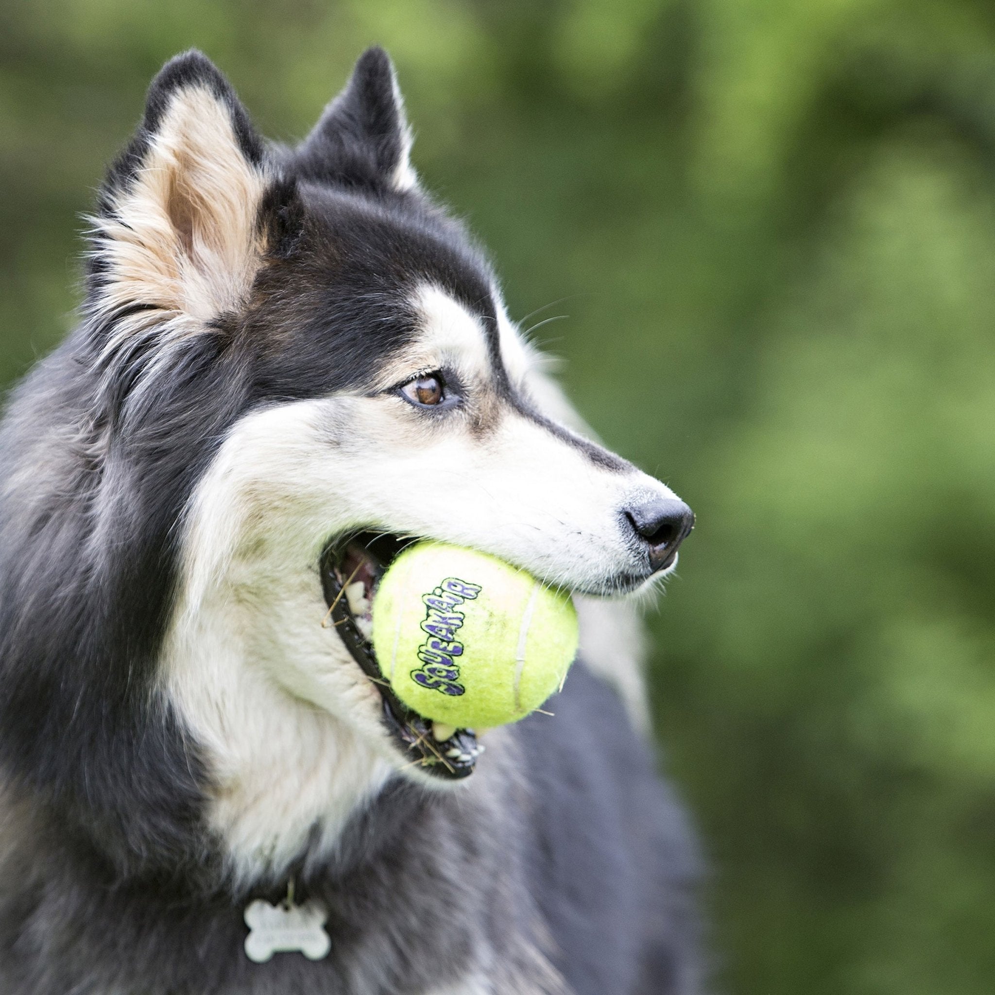 KONG SqueakAir® Ball – Durable Squeaker Tennis Ball Dog Toy for Fetch & Play