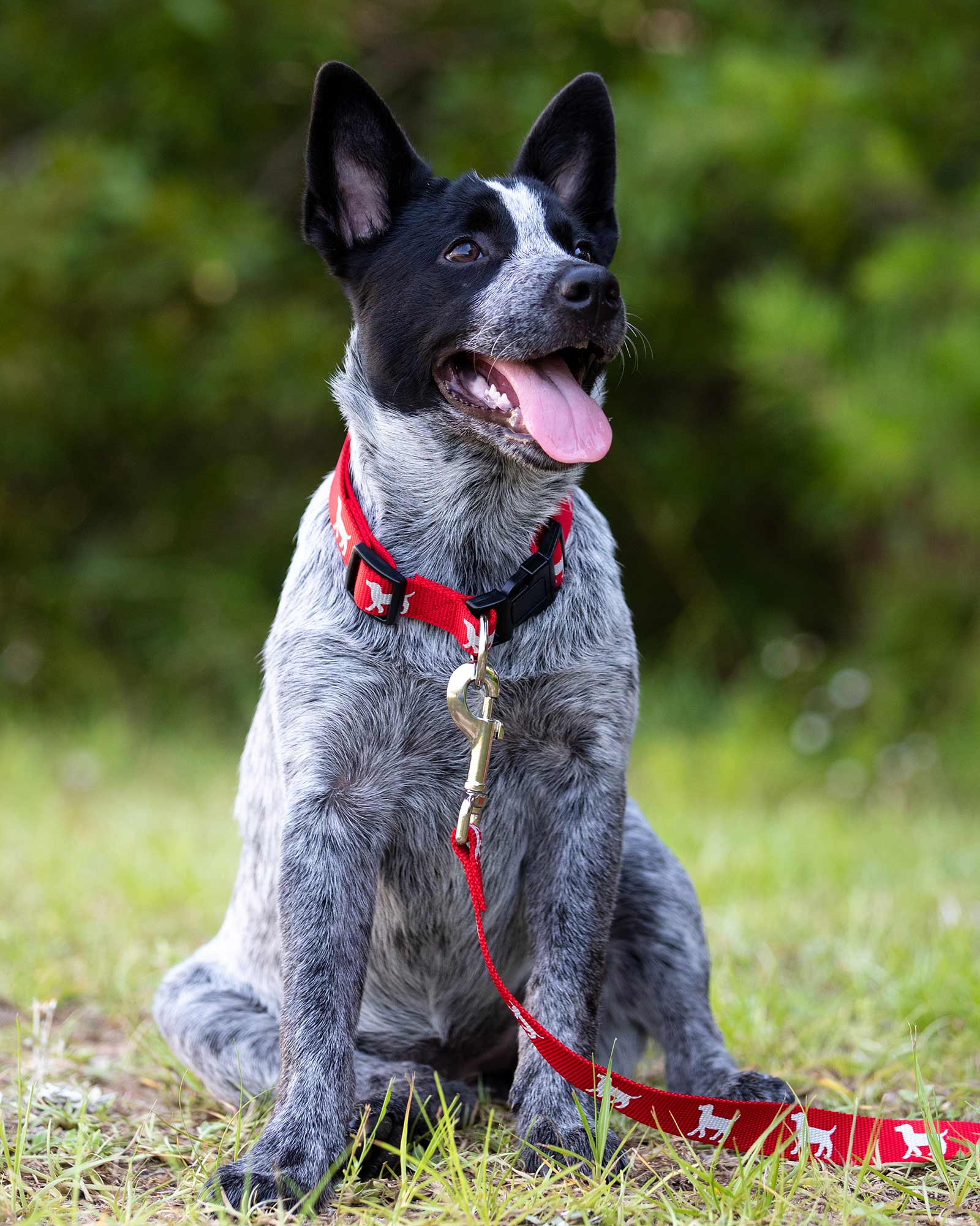 Jeffers Reflective Hound Series Nylon Dog Leash